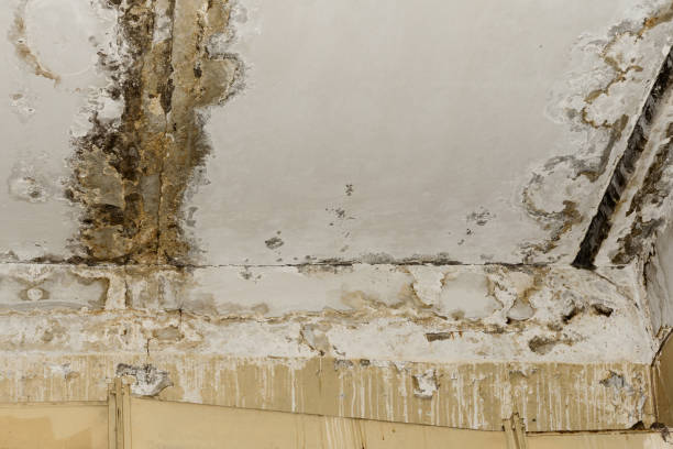 Long Beach, NY Mold Inspection, Removal & Remediation Company